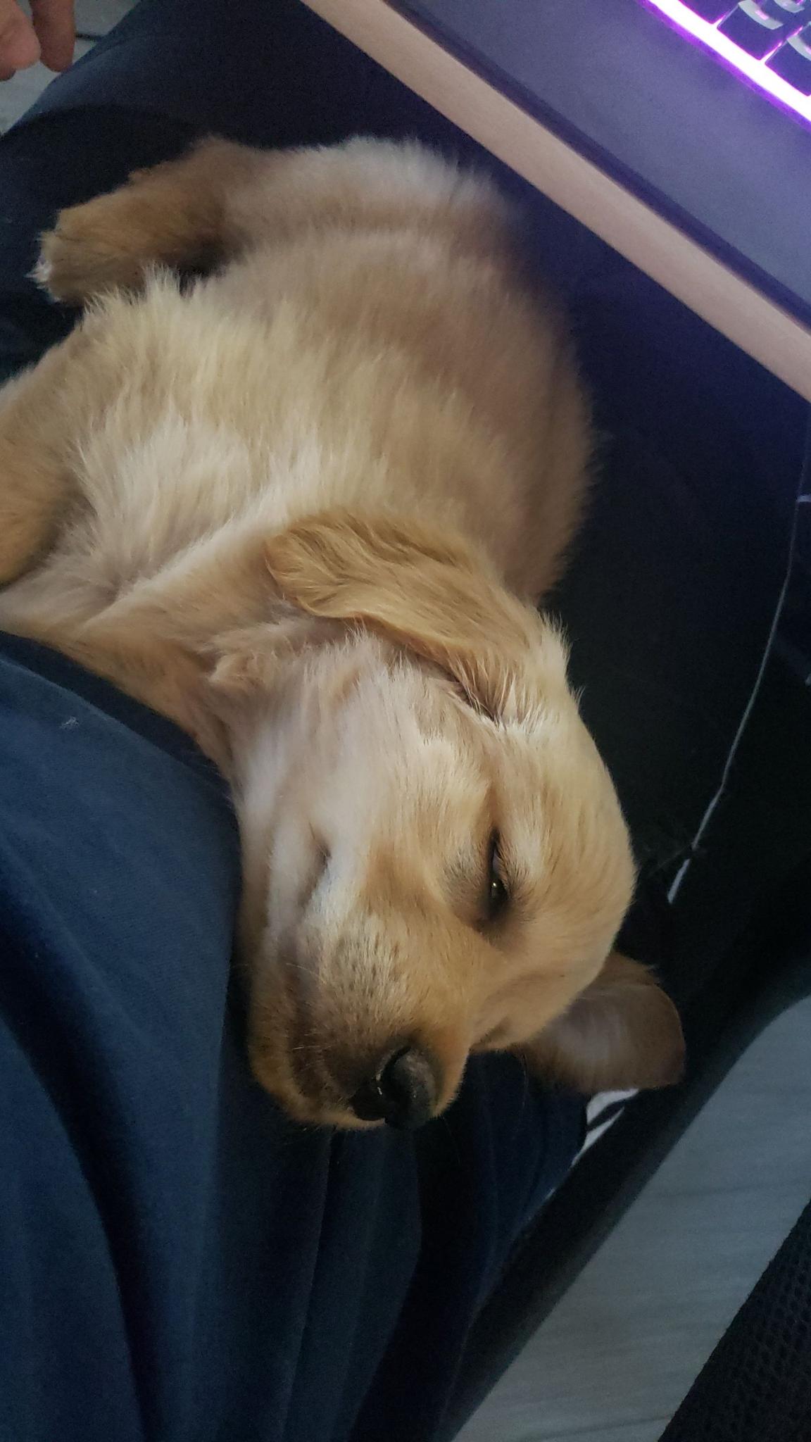 puppy signal-2023-04-13-094307_002.jpeg